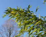 Phyllostachys viridi-glaucescens. Ветвь. Германия, г. Дюссельдорф, Ботанический сад университета. 10.03.2014.