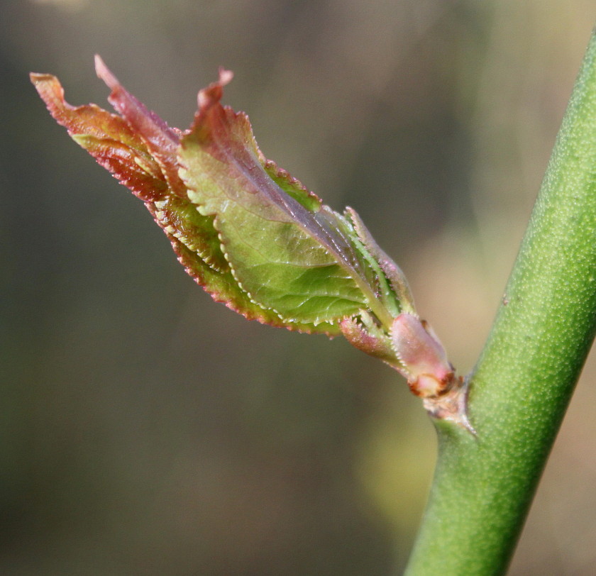 Image of Prunus mume specimen.