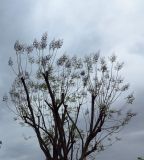 Jacaranda mimosifolia. Крона старого дерева с отпиленными верхушками ветвей и выросшими на месте спилов цветоносами с соцветиями. Израиль, Шарон, пос. Кфар Шмариягу, в культуре. 06.05.2014.