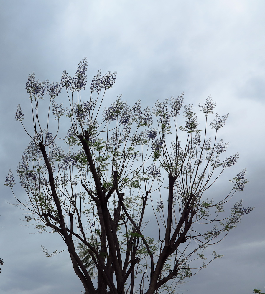 Image of Jacaranda mimosifolia specimen.