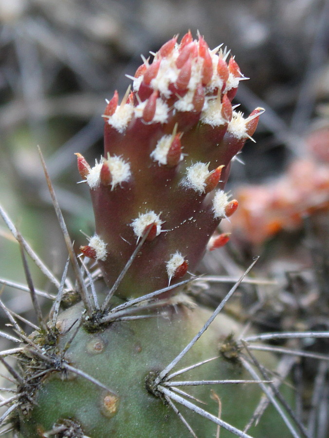 Image of Opuntia rutila specimen.