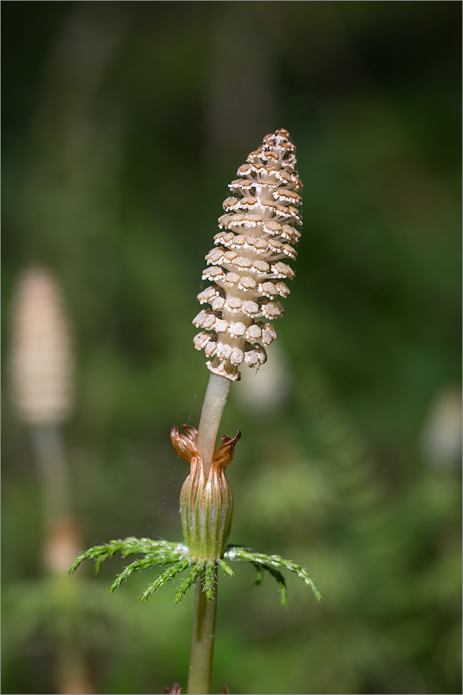 Image of Equisetum sylvaticum specimen.