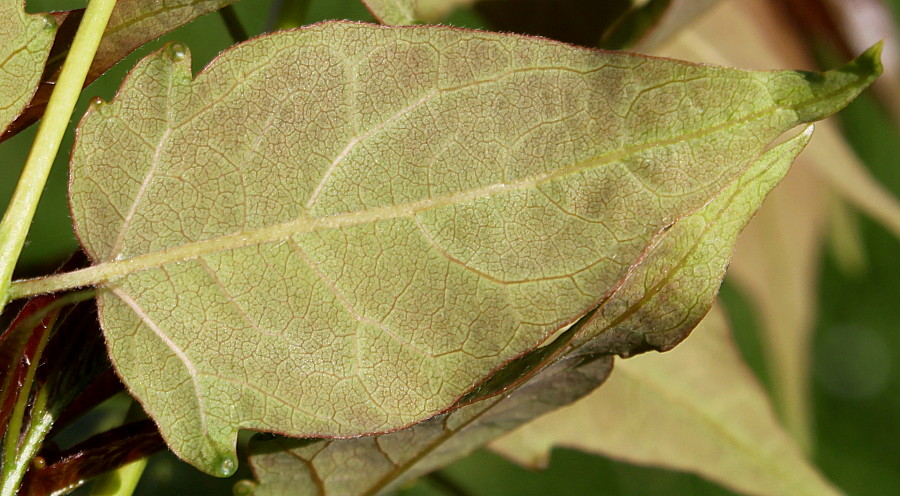 Image of Ailanthus altissima specimen.