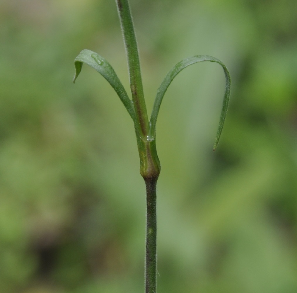 Image of Dianthus armeria specimen.