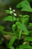 Cardamine regeliana. Соцветие. Приморский край, Шкотовский р-н, окр. пос. Петровка, правый берег р. Петровки, полидоминантный долинный лес, в воде медленно текущего ручья. 04.07.2014.