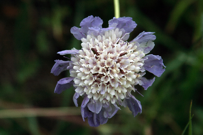 Image of Lomelosia songarica specimen.