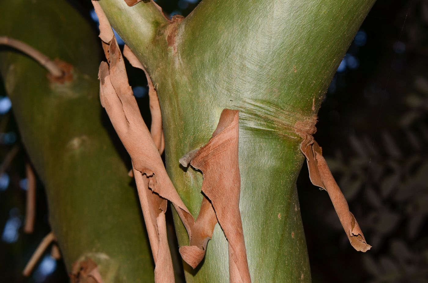 Image of Corymbia torelliana specimen.