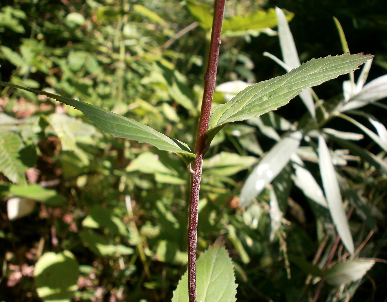 Image of genus Epilobium specimen.