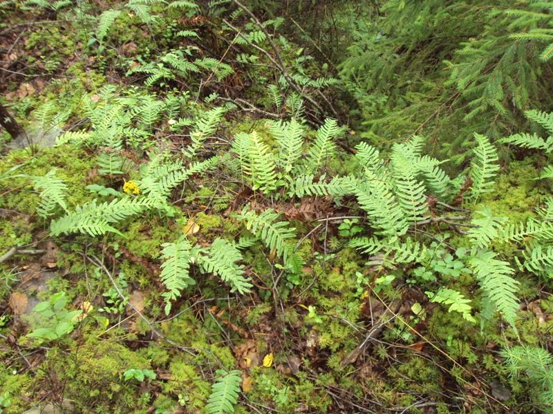 Изображение особи Polypodium vulgare.