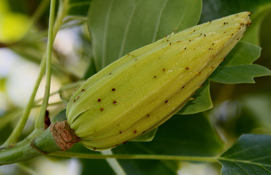 Image of Liriodendron tulipifera specimen.