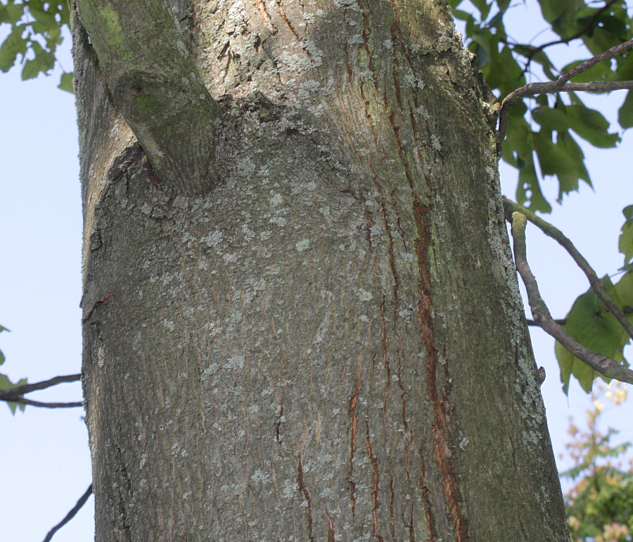 Image of Carya ovata specimen.