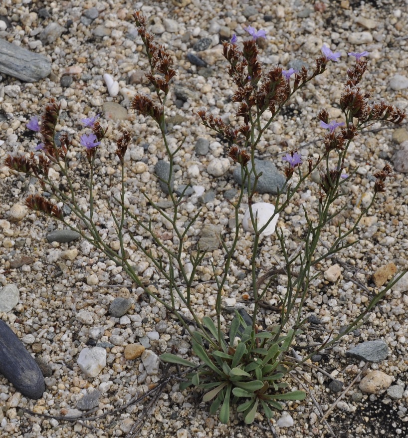 Изображение особи Limonium virgatum.