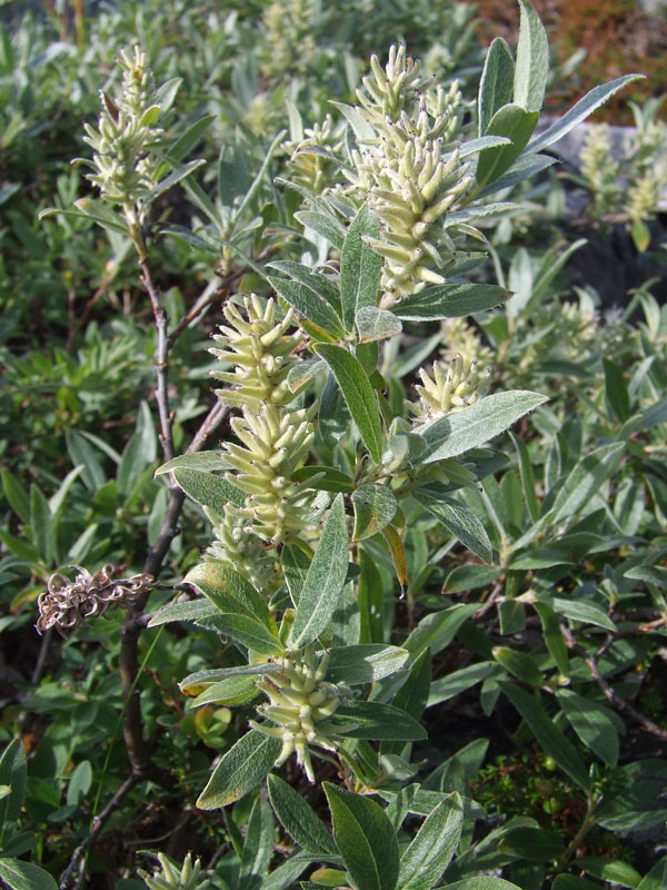 Изображение особи Salix glauca.