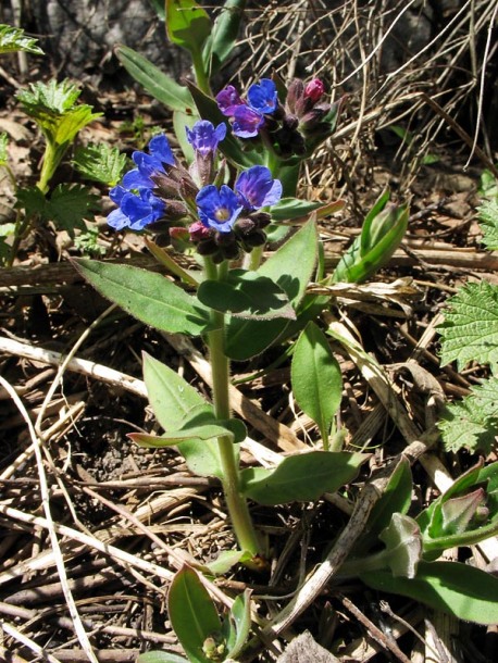 Image of Pulmonaria mollis specimen.