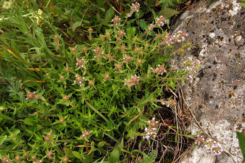 Image of Thymus marschallianus specimen.