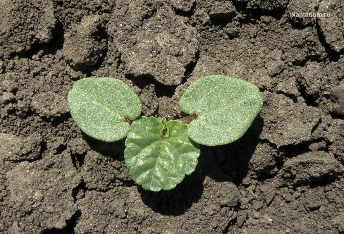 Image of Malva trimestris specimen.