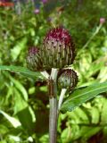 Смотреть изображение Cirsium heterophyllum
