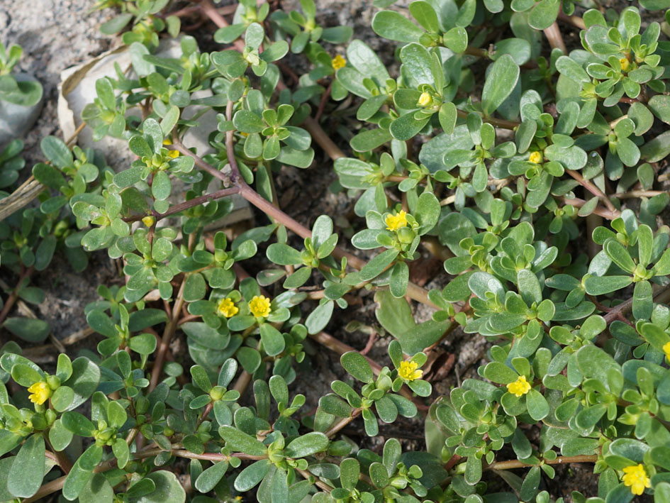 Image of Portulaca oleracea specimen.