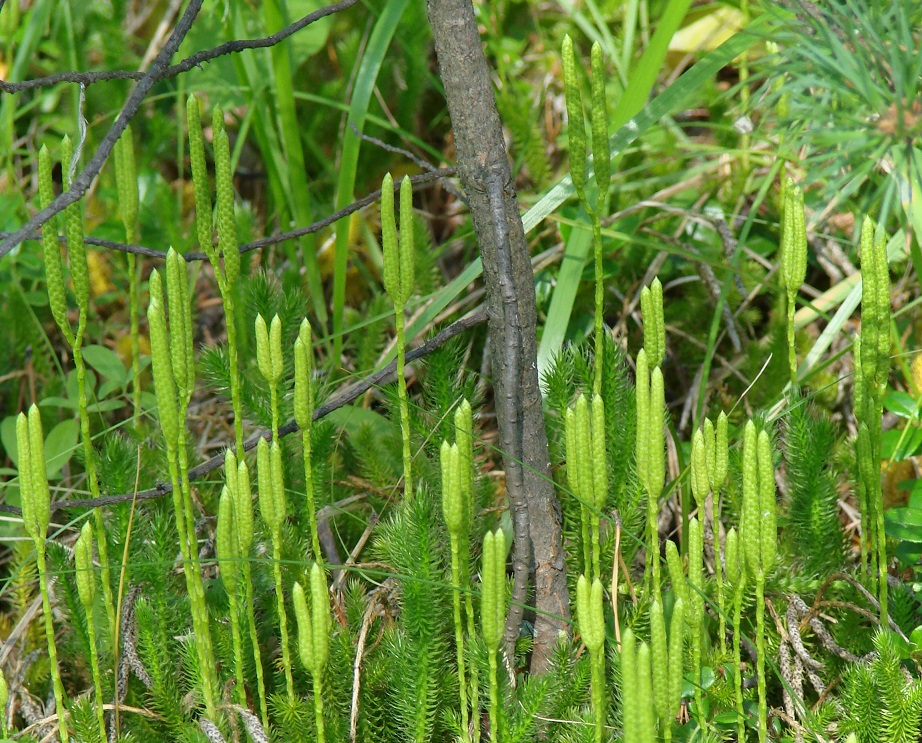 Image of Lycopodium clavatum specimen.