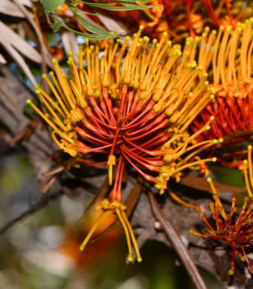 Image of Grevillea robusta specimen.