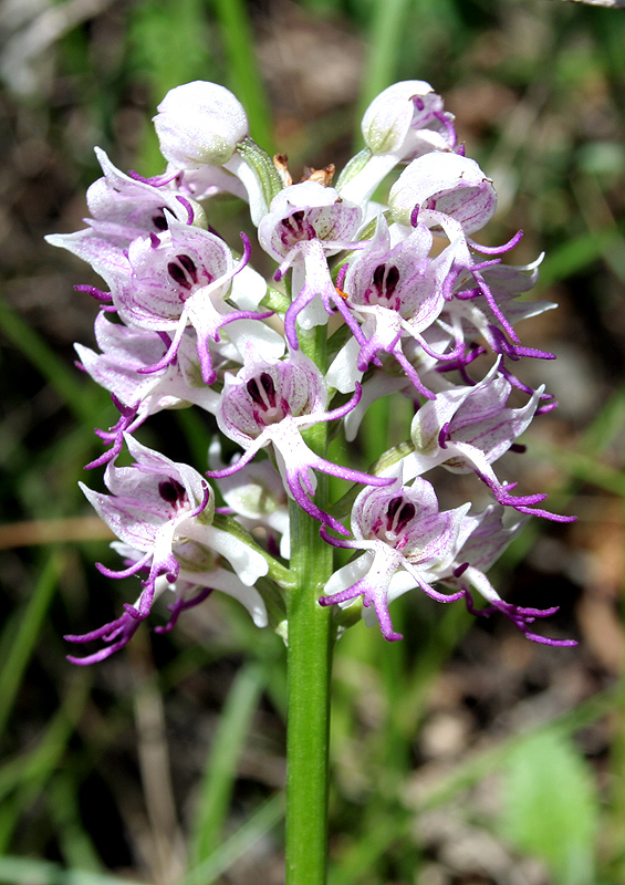 Image of Orchis simia specimen.