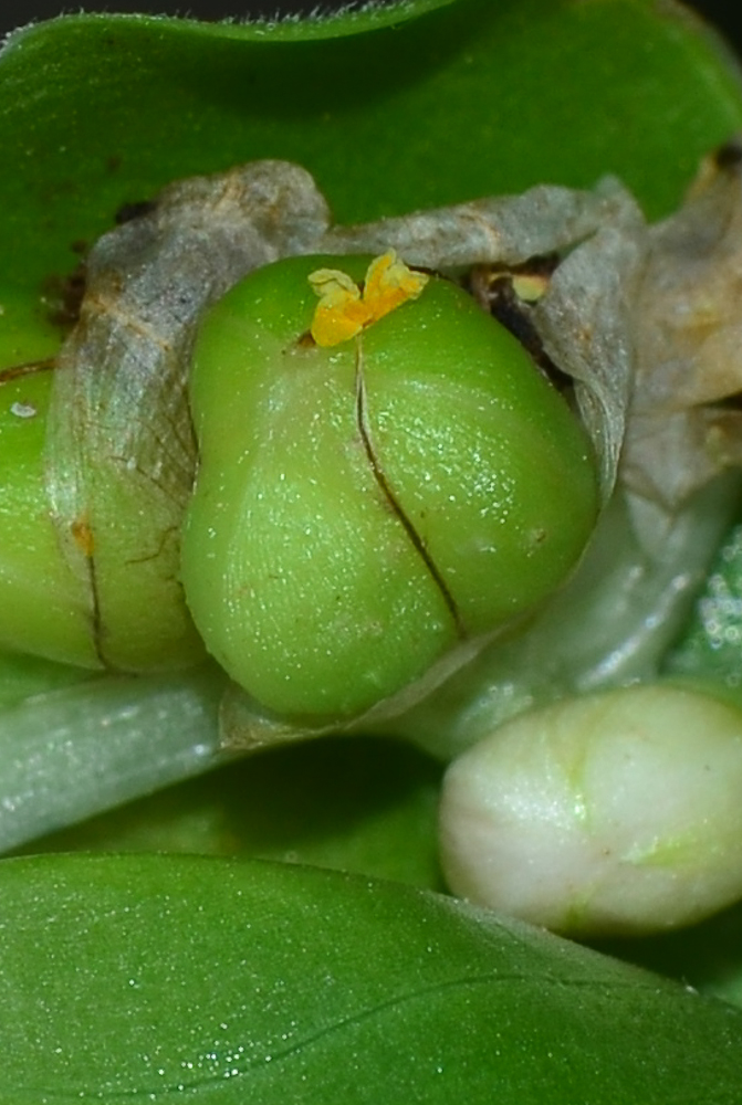 Image of Commelina erecta specimen.