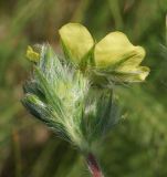 Potentilla recta. Цветок (вид со стороны чашечки) и бутоны. Восточный Казахстан, г. Усть-Каменогорск, восточные окр., Лесхоз, южный склон сопки. 22.06.2015.