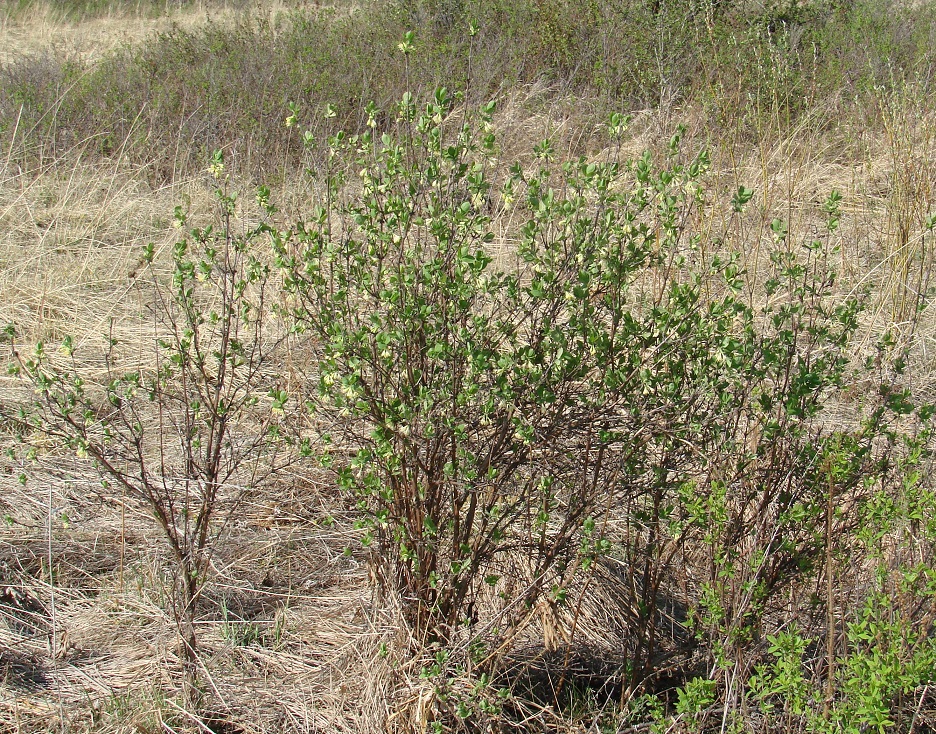 Изображение особи Lonicera pallasii.