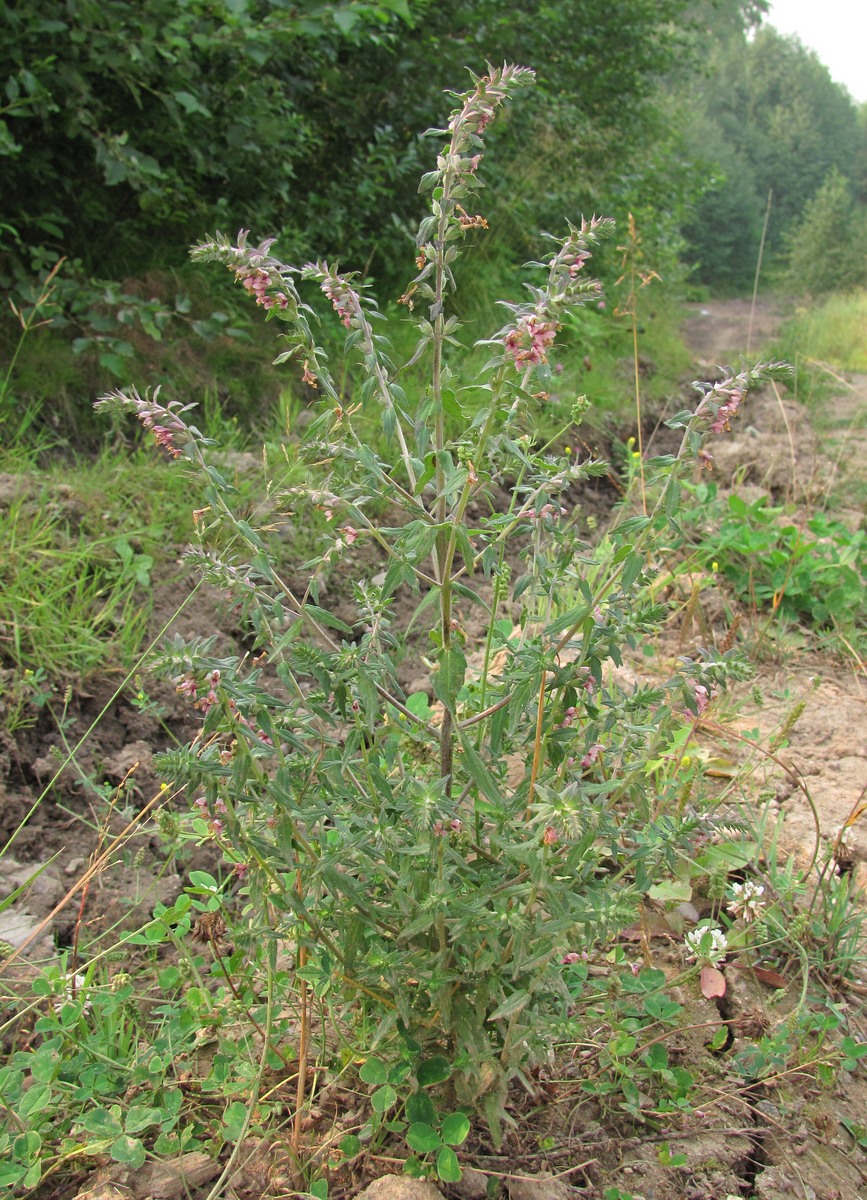 Изображение особи Odontites vulgaris.