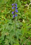 Delphinium elatum. Верхушка цветущего растения. Бурятия, Окинский р-н, падь Хи-Гол, ≈ 2000 м н.у.м., влажный луг на берегу ручья. 10.07.2015.