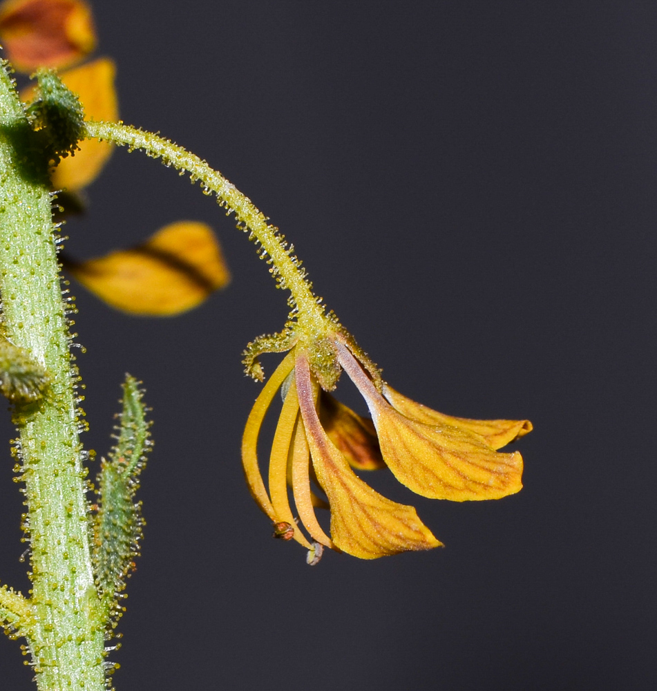 Image of Cleome arabica specimen.