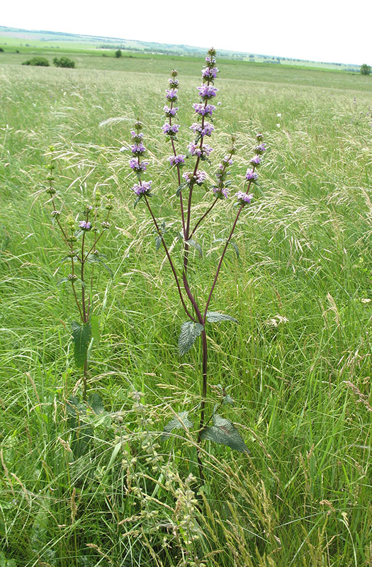 Image of Phlomoides tuberosa specimen.