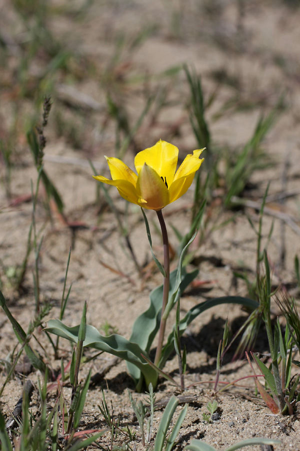 Изображение особи Tulipa lehmanniana.