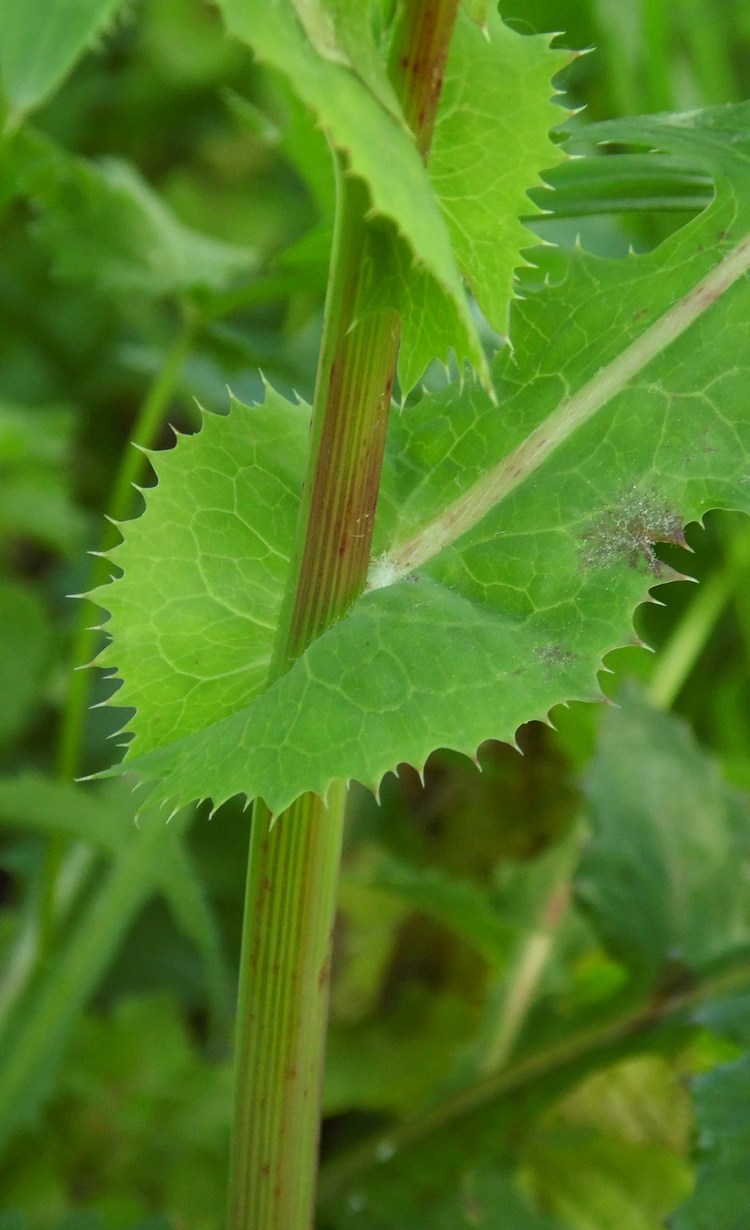 Изображение особи Sonchus oleraceus.