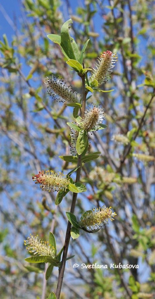 Image of Salix kochiana specimen.