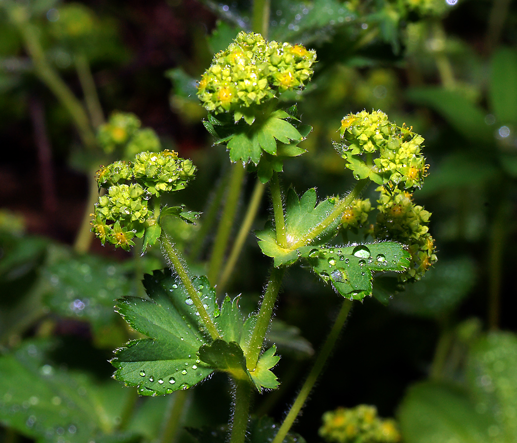 Image of genus Alchemilla specimen.