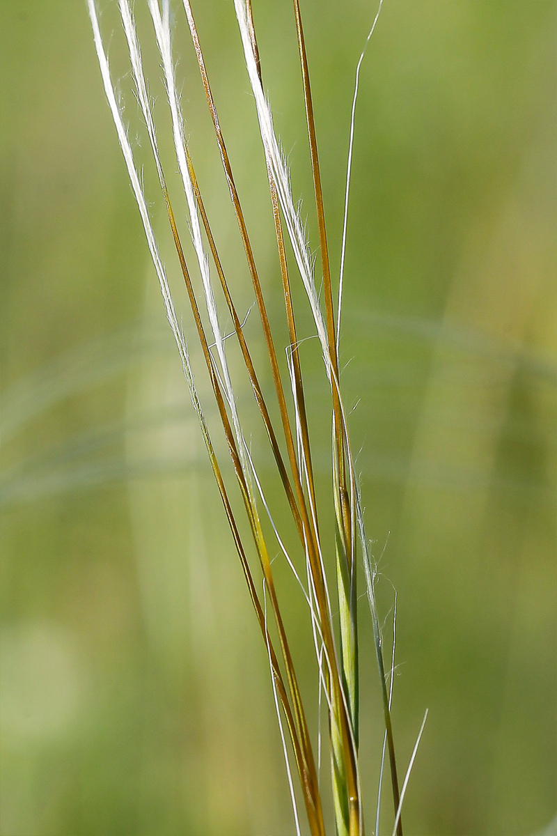 Image of Stipa pennata specimen.