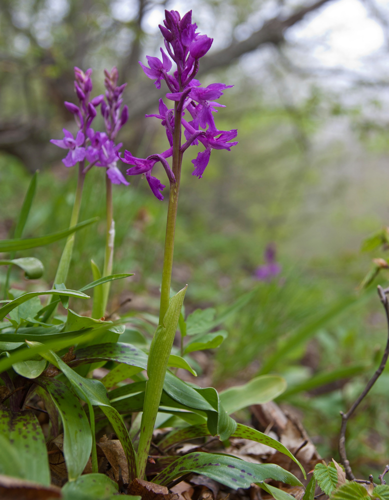 Image of Orchis mascula specimen.