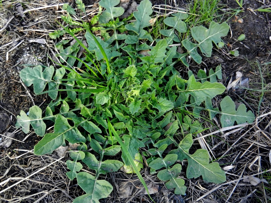 Image of Sisymbrium loeselii specimen.