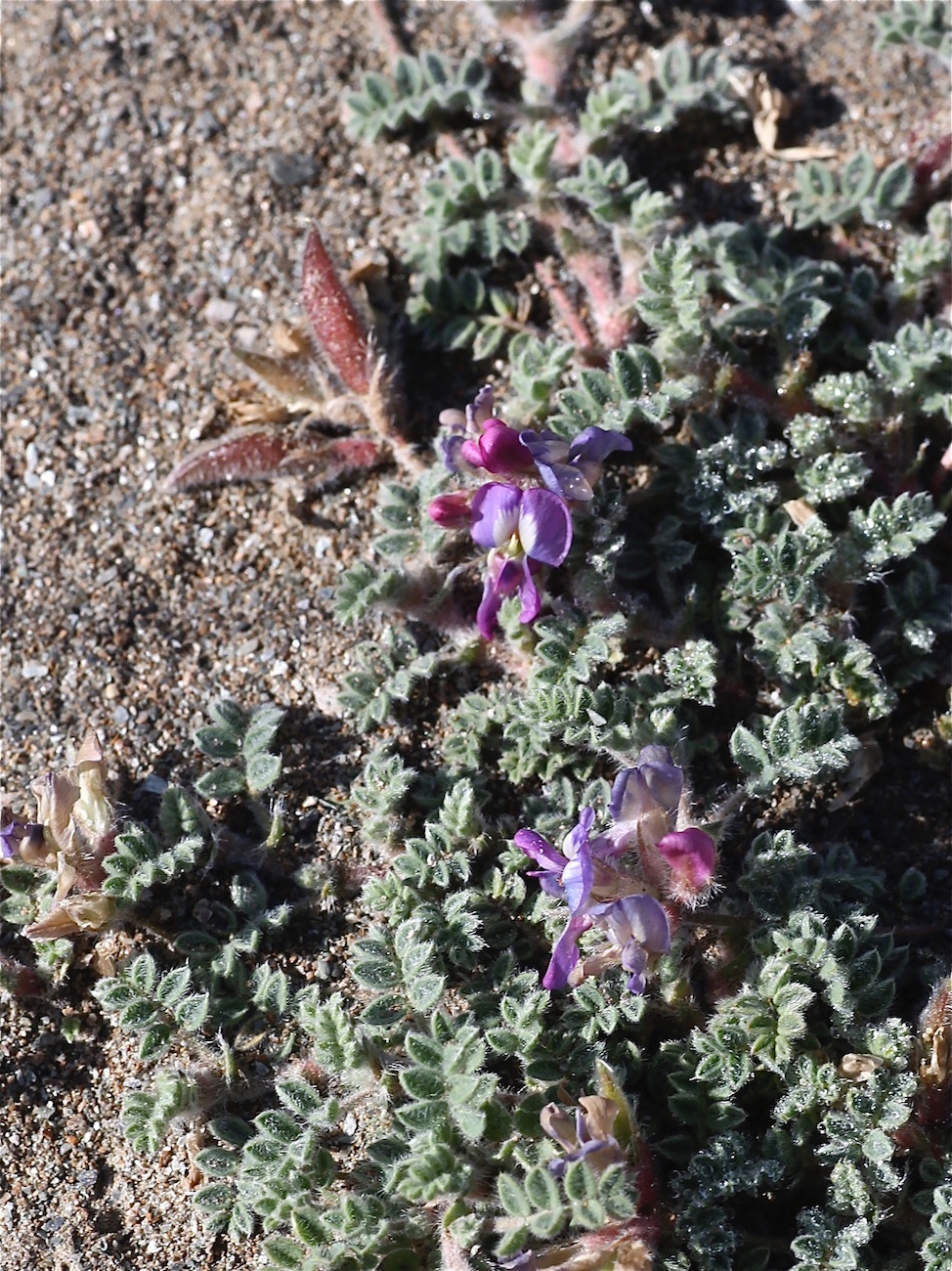 Image of Oxytropis tianschanica specimen.