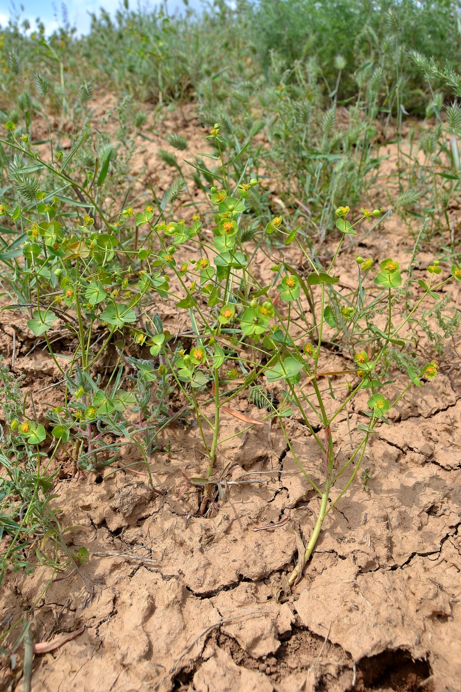 Image of Euphorbia praecox specimen.