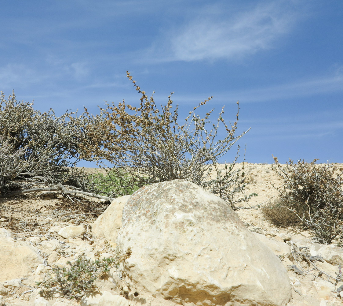 Image of Halogeton alopecuroides specimen.