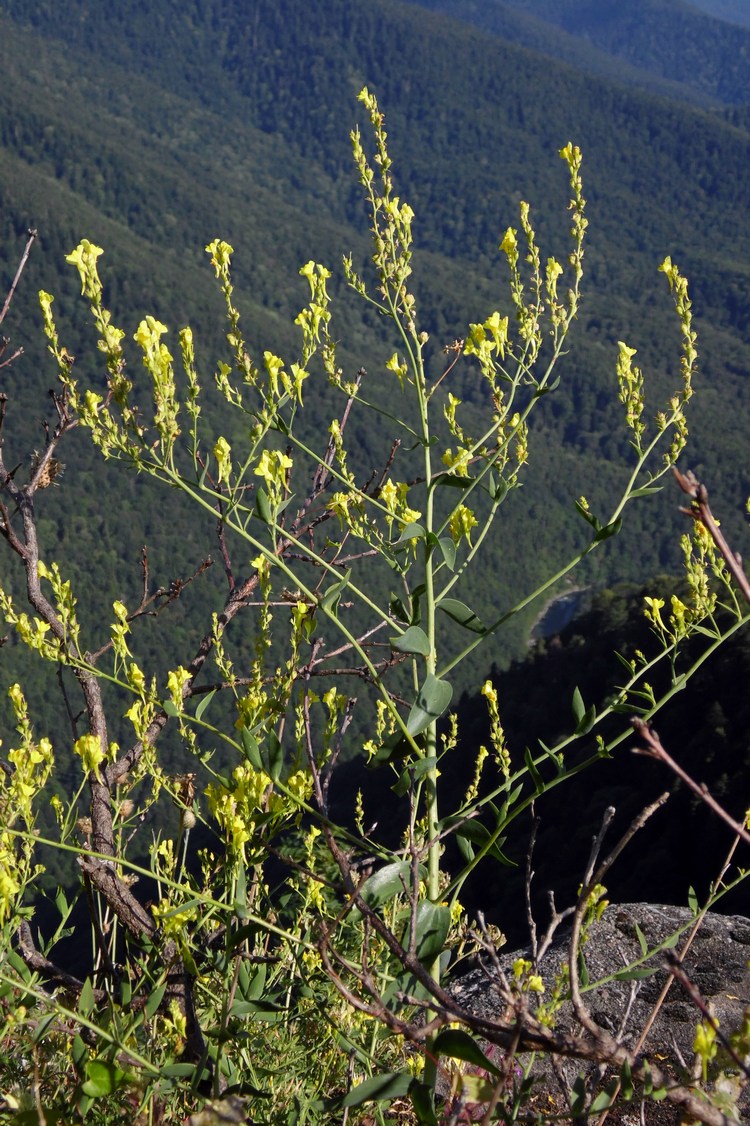 Image of Linaria genistifolia specimen.