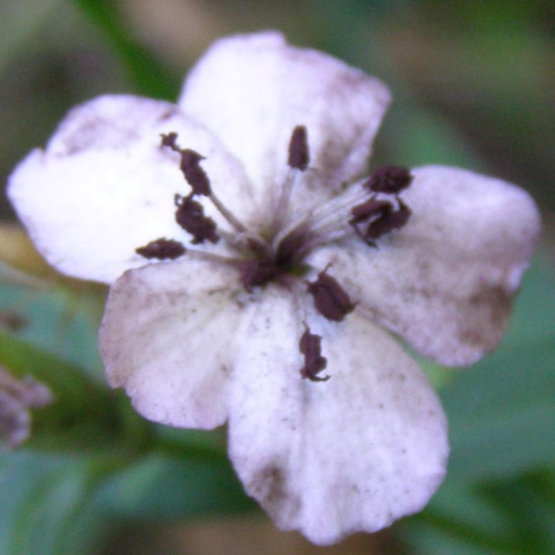 Image of Saponaria officinalis specimen.