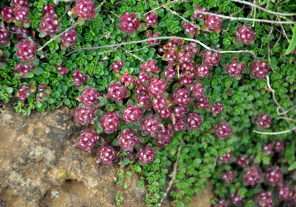 Image of Thymus praecox ssp. britannicus specimen.