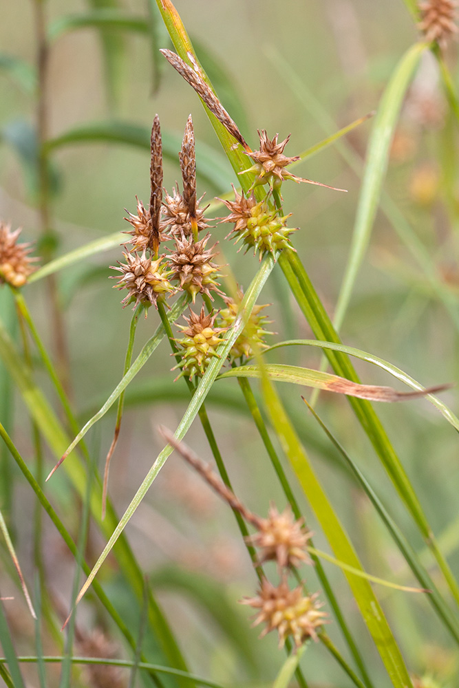 Image of Carex flava specimen.