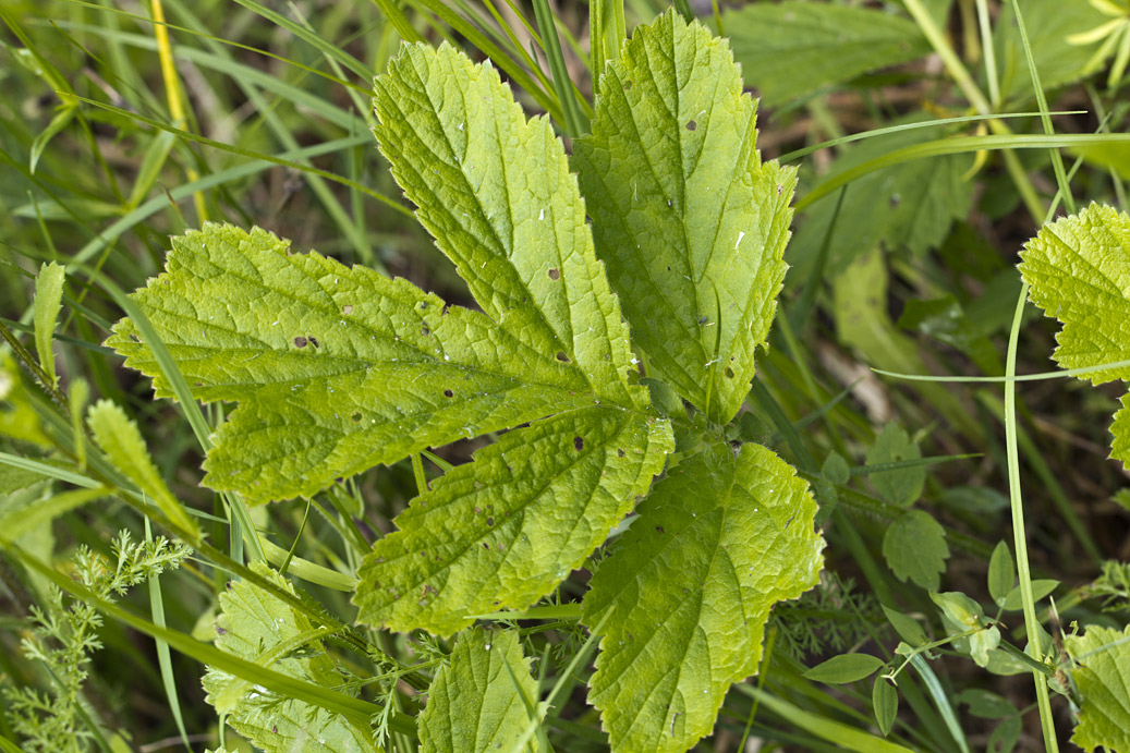 Image of Geum rivale specimen.