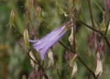 Campanula sibirica. Цветок. Украина, Запорожский р-н, Дурная балка, разнотравная степь. 18.06.2016.