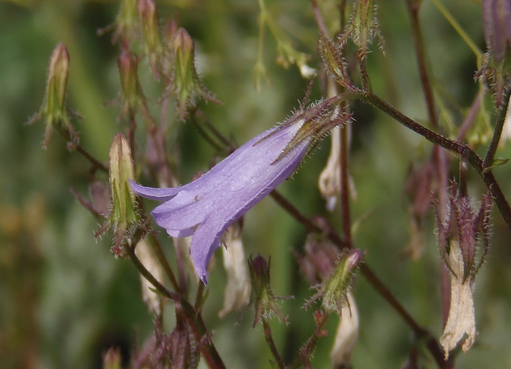 Image of Campanula sibirica specimen.