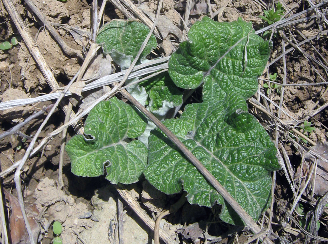 Image of Arctium tomentosum specimen.